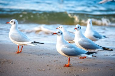 Sahilde bir grup martı.