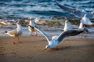 Sahilde bir grup martı.