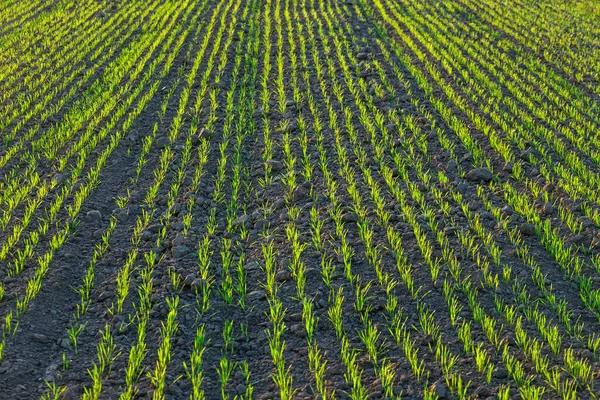 Filas Grano Joven Verde Atardecer —  Fotos de Stock