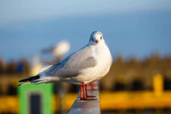 一只海鸥坐在港口栏杆上的特写 — 图库照片