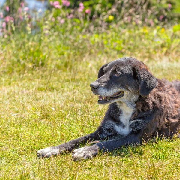 Dog lying on grass — Stock Photo, Image