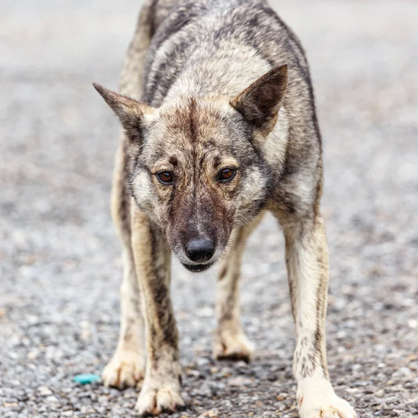 Öfkeli köpek — Stok fotoğraf