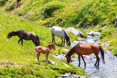 dağlarda mera üzerinde at sürüsü