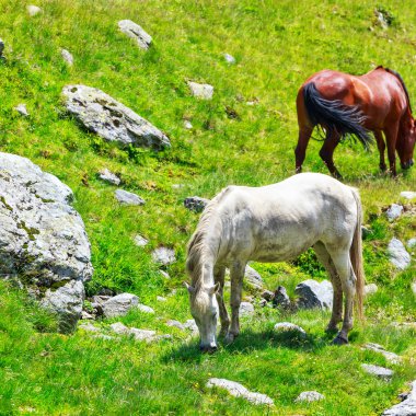 dağlarda mera üzerinde at sürüsü