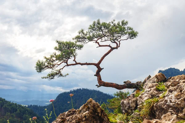 Pine, most famous tree in Pieniny Mountains, Poland — Stock Photo, Image