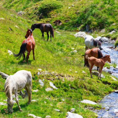 dağlarda mera üzerinde at sürüsü