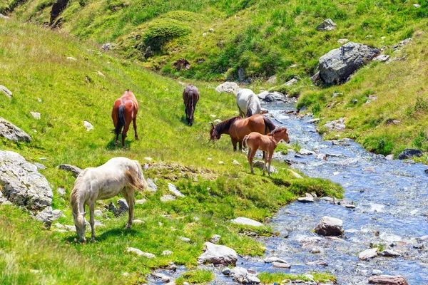 Stado koni na pastwiskach w górach — Zdjęcie stockowe