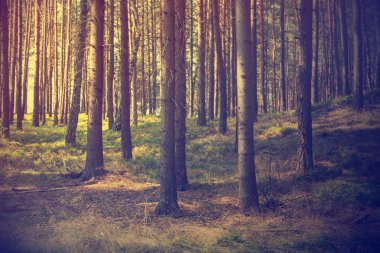 Vintage orman arka plan 