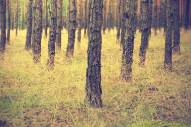 Vintage orman arka plan 