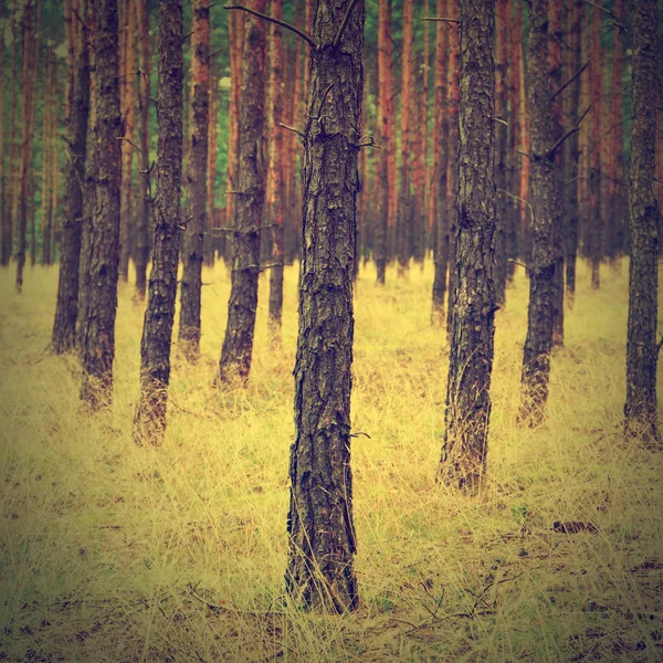 Vintage forest background — Stock Photo, Image