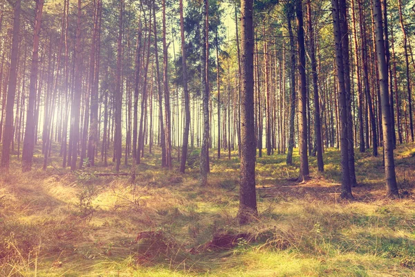 Vintage bos achtergrond — Stockfoto