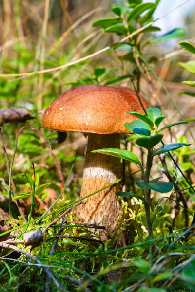 Paddenstoel in het bos — Stockfoto