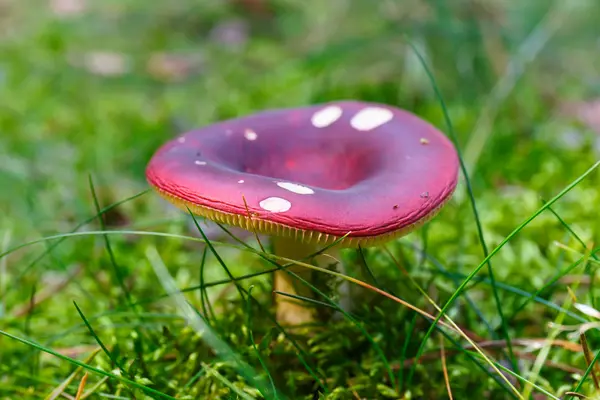 Cogumelos na floresta verde — Fotografia de Stock