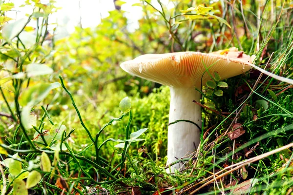 Paddestoelen in groen bos — Stockfoto