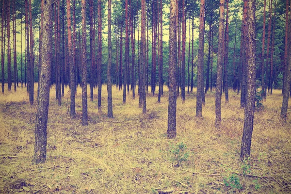 Vintage forest background — Stock Photo, Image