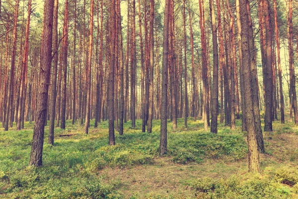 Fondo forestal vintage — Foto de Stock