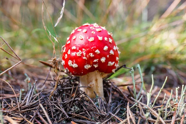 Close-up of toadstools in a forest — Stock Photo, Image