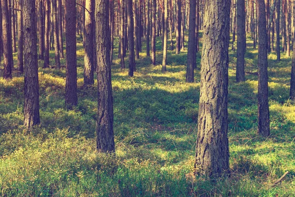 Vintage sfondo foresta — Foto Stock