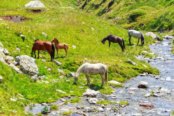 Troupeau de chevaux sur le pâturage dans les montagnes — Photo