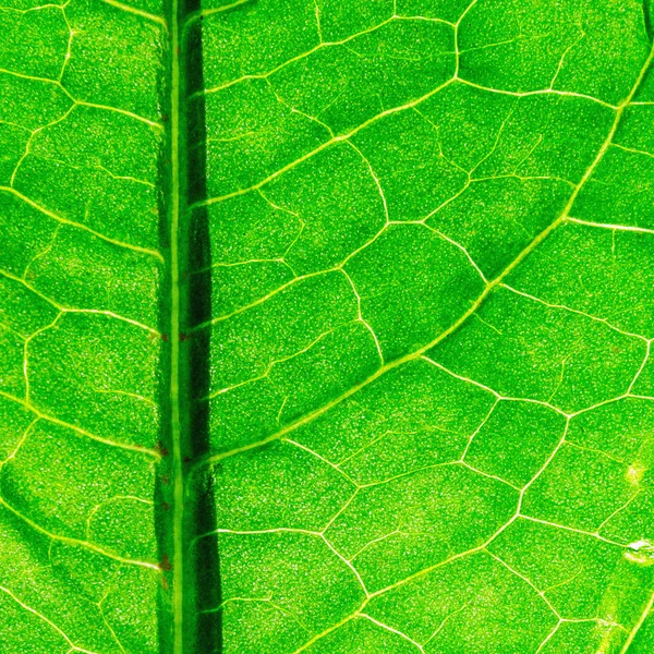 Groene blad, natuurlijke achtergrond — Stockfoto