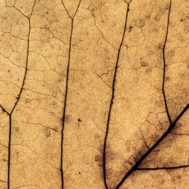 Sonbahar yaprak, vintage bir görünüm renkli arka plan