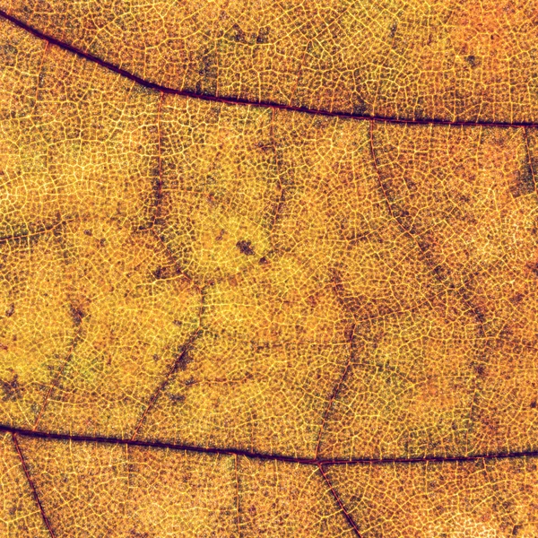 Kleurrijke achtergrond van Herfstblad, vintage look — Stockfoto