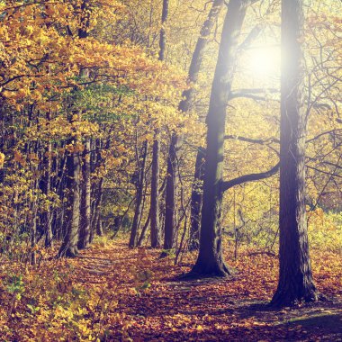 Orman, vintage bir görünüm içinde renkli sonbahar ağaçlar