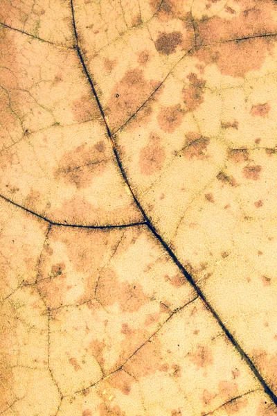 Kleurrijke achtergrond van Herfstblad, vintage look — Stockfoto