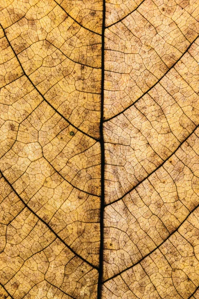 Kleurrijke achtergrond van Herfstblad, vintage look — Stockfoto