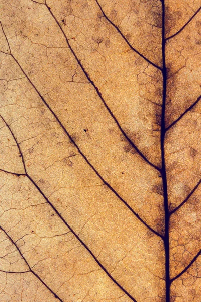 가 잎, 보이는 빈티지의 화려한 배경 — 스톡 사진