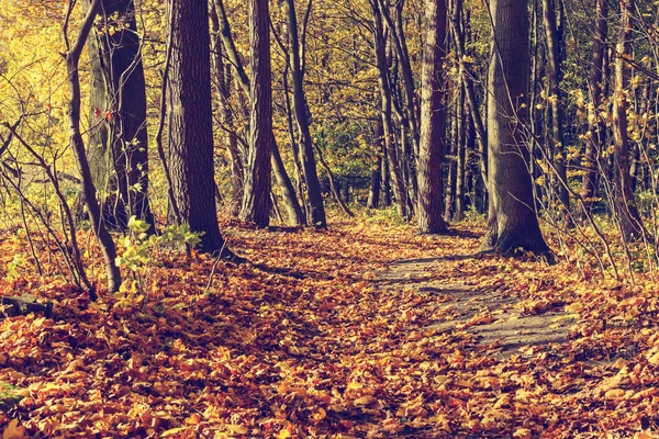 Árvores de outono coloridas na floresta, olhar vintage — Fotografia de Stock