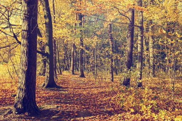 Árvores de outono coloridas na floresta, olhar vintage — Fotografia de Stock
