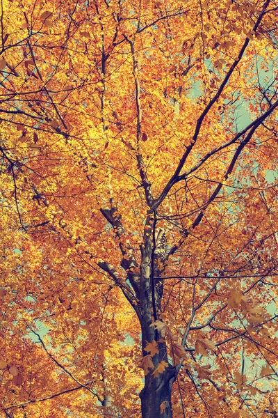 Színes őszi fák, az erdő, a szüreti külsőt — Stock Fotó