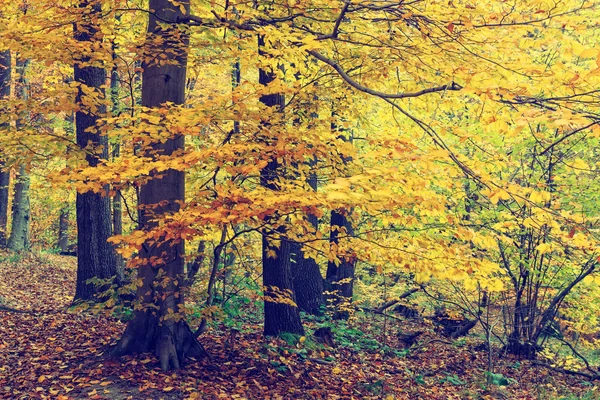 Kolorowe jesienne drzewa w lesie, vintage wygląd — Zdjęcie stockowe