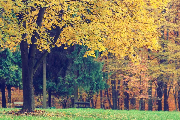 多彩秋天的树木，在森林里，复古 — 图库照片