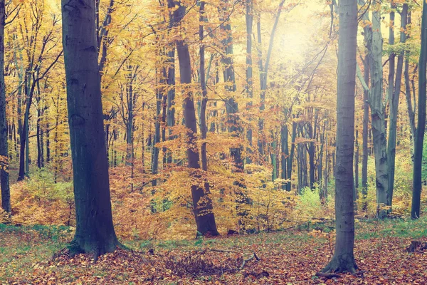 Kolorowe jesienne drzewa w lesie, vintage wygląd — Zdjęcie stockowe