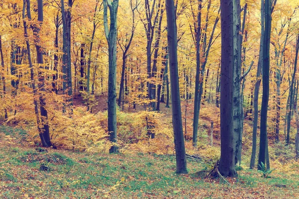 Árvores de outono coloridas na floresta, olhar vintage — Fotografia de Stock