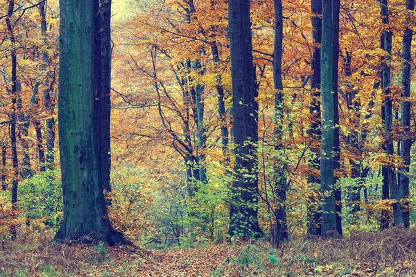 Farverige efterårstræer i skov, vintage look - Stock-foto