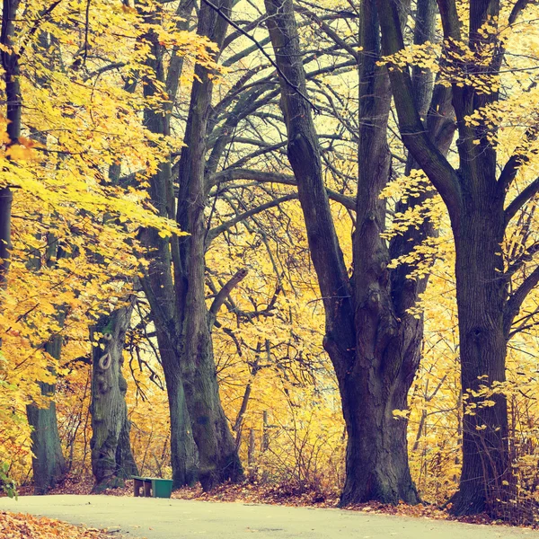 Paisaje otoñal con carretera y hermosos árboles de colores, aspecto vintage —  Fotos de Stock