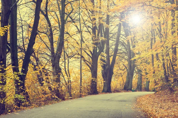 Autumn landscape with road and beautiful colored trees, vintage look — Stock Photo, Image