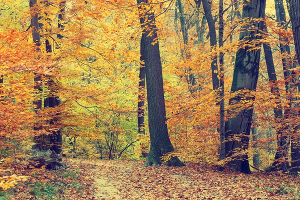 Árvores de outono coloridas na floresta, olhar vintage — Fotografia de Stock