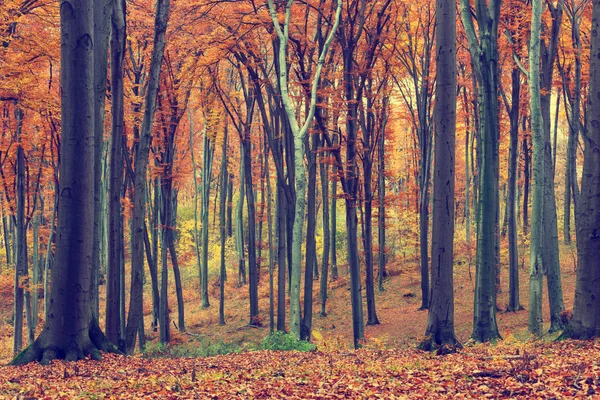 Alberi autunnali colorati nella foresta, aspetto vintage — Foto Stock