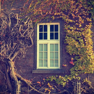 Üzüm Ivy house, vintage bir görünüm üzerinde tırmanma