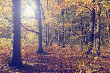 Orman, vintage bir görünüm içinde renkli sonbahar ağaçlar