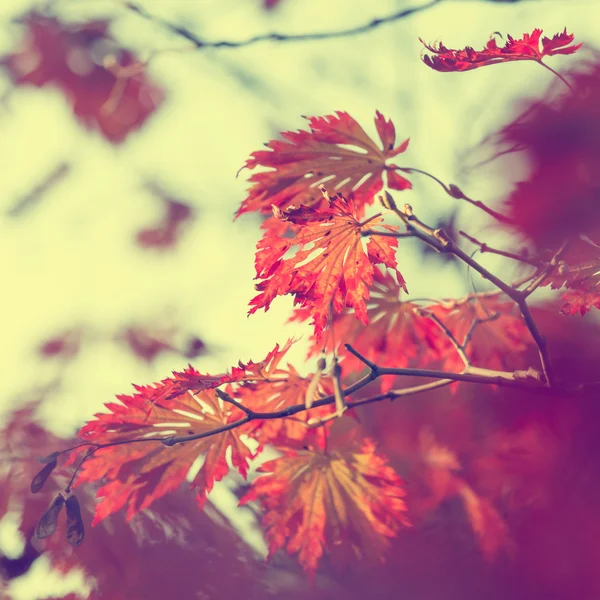 Fondo colorido de la hoja de otoño, aspecto vintage — Foto de Stock