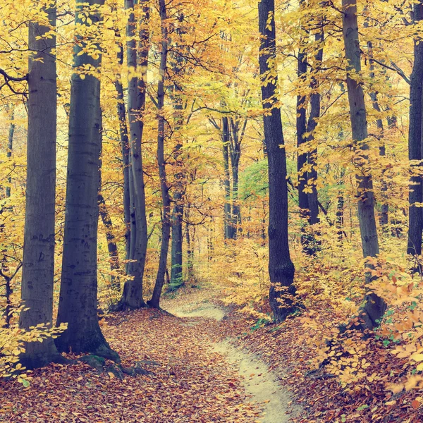 Coloridos árboles de otoño en el bosque, aspecto vintage — Foto de Stock