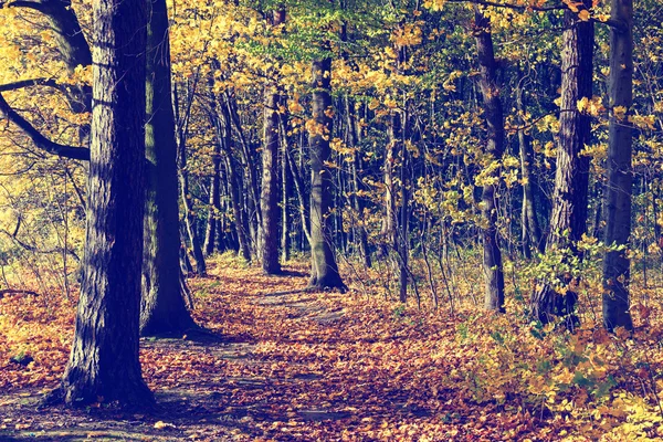 森林、ビンテージの外観の色鮮やかな紅葉 — ストック写真