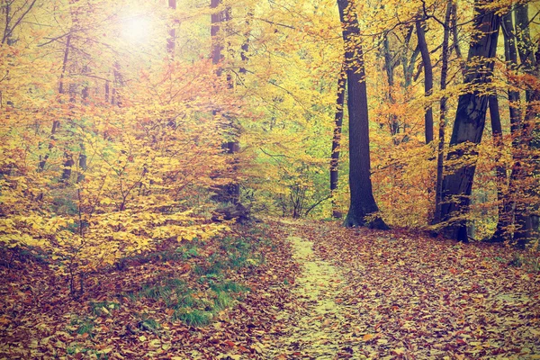 Árvores de outono coloridas na floresta, olhar vintage — Fotografia de Stock