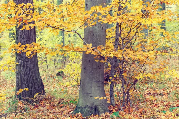 Pestré podzimní stromy v lese, retro vzhled — Stock fotografie