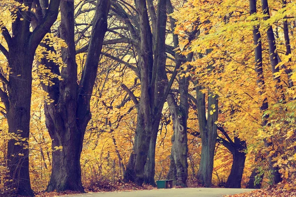 Herfst landschap met road en prachtige gekleurde bomen, vintage look — Stockfoto